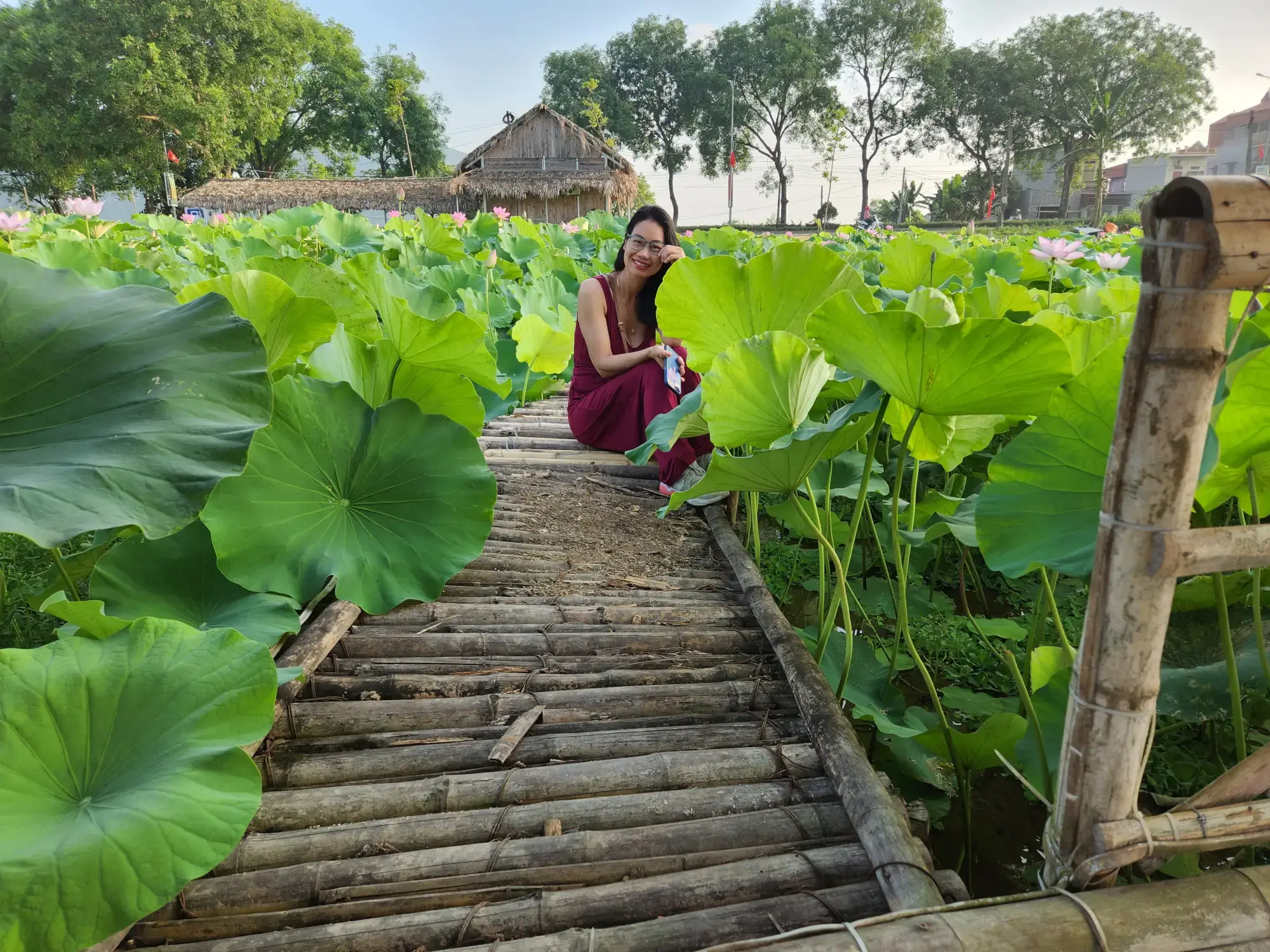 Lotus flower field