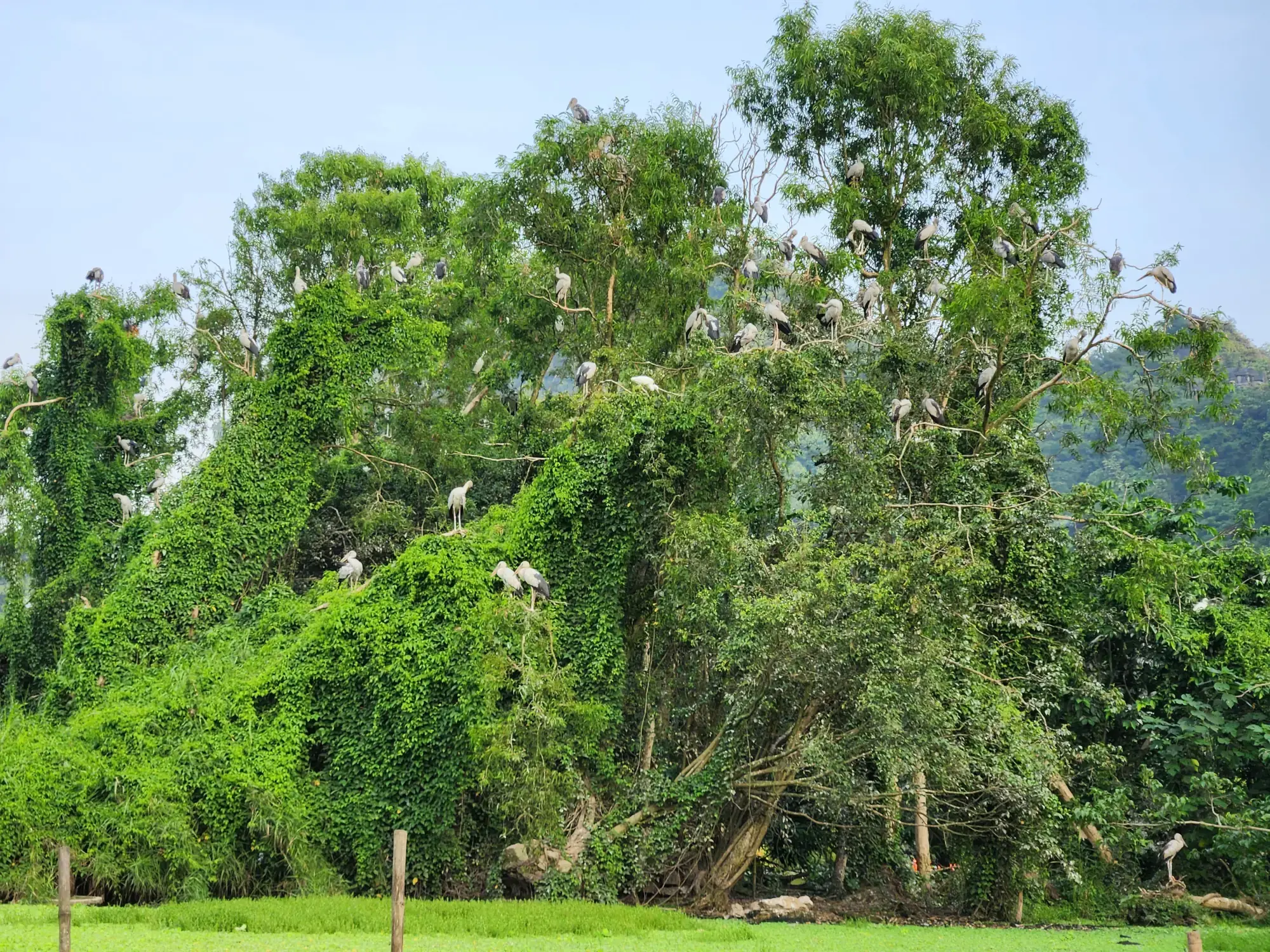 Thung Nham bird sanctuary