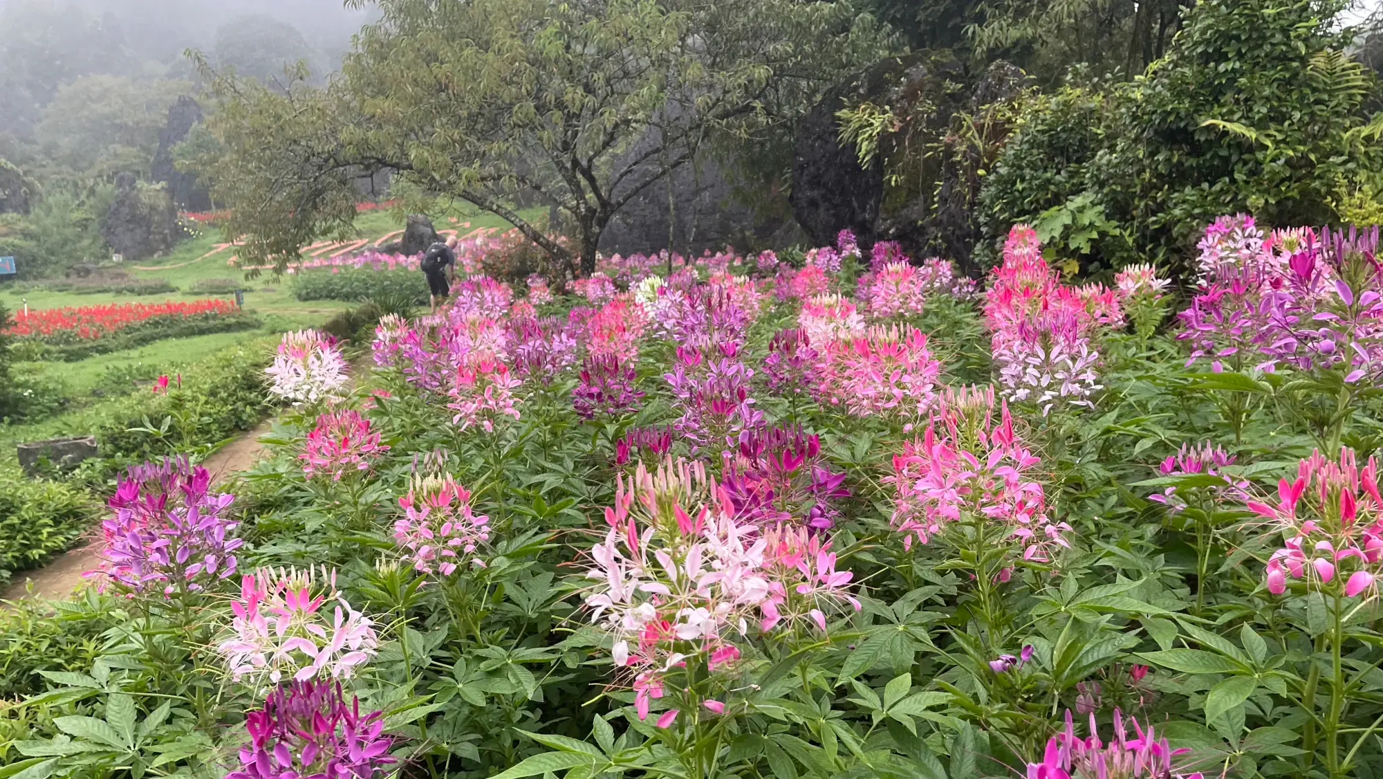 Ham Rong Mountain gardens