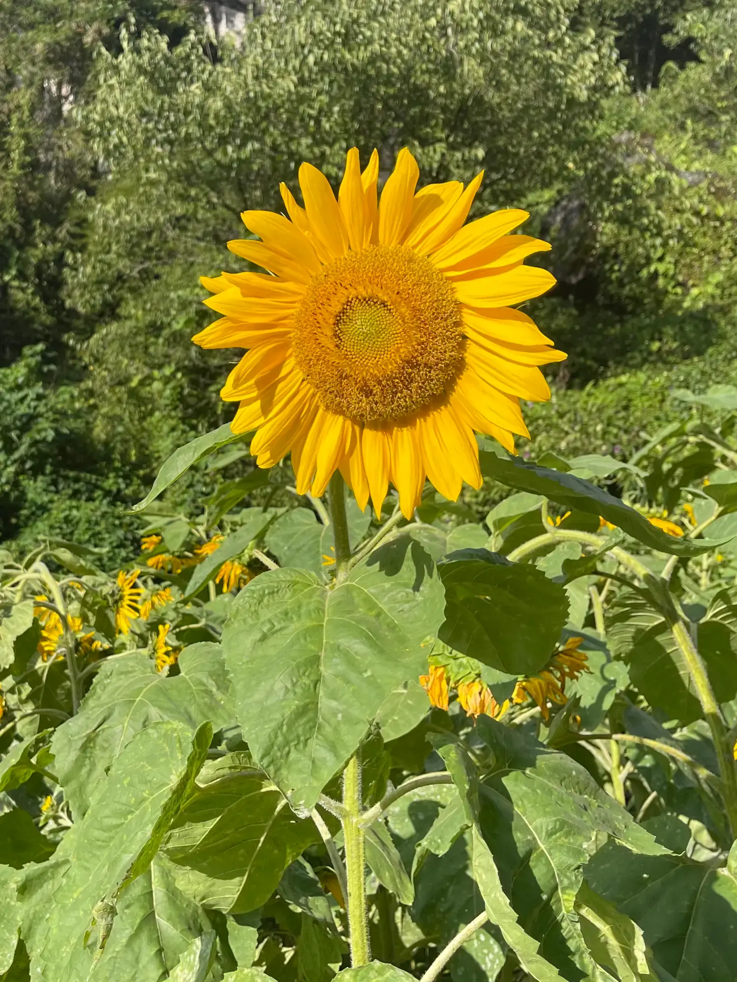 Ham Rong Mountain gardens