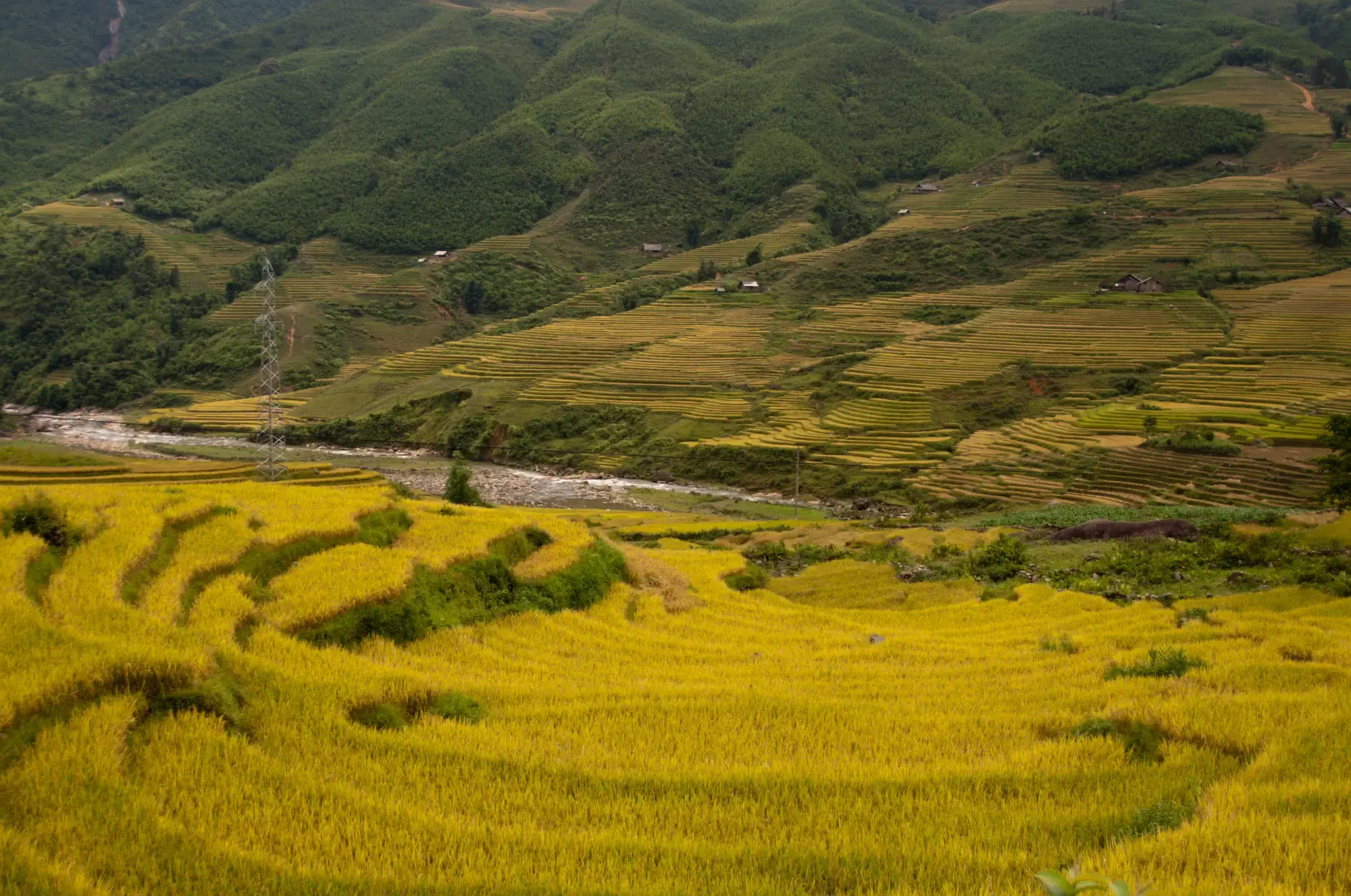 Golden Yellow Rice Terraces in Autumn